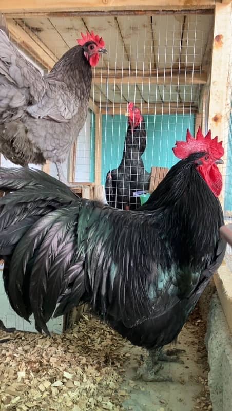 Australorp Heritage chicks | Australorp chicks  | hen | fancy birds | 1