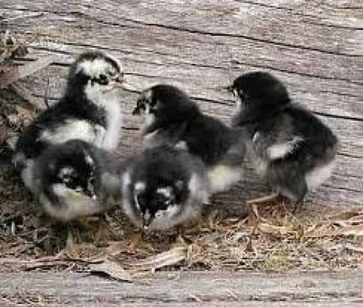 Australorp Heritage chicks | Australorp chicks  | hen | fancy birds | 4