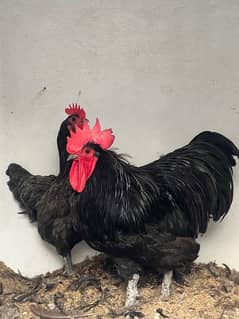 Australorp Heritage chicks | Australorp chicks  | hen | fancy birds |