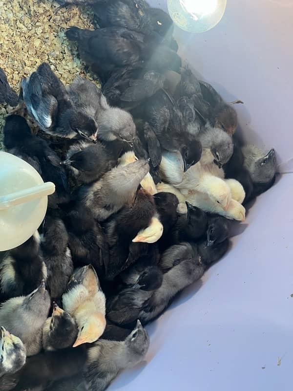 Shamo Chicks | hen | Shamo Black | Hopeland | Aseel | Fancy Birds 4