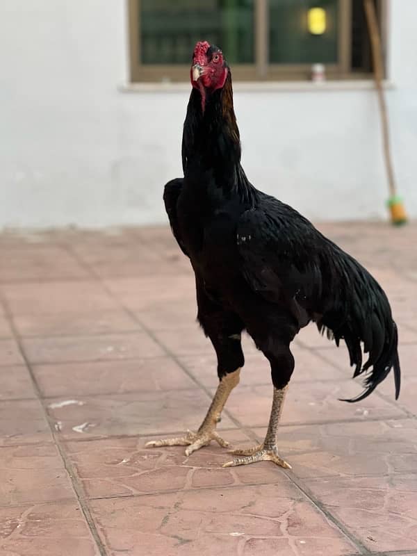 Shamo Chicks | hen | Shamo Black | Hopeland | Aseel | Fancy Birds 6