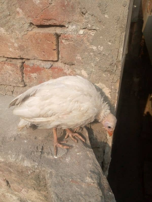 white chakor chick 2