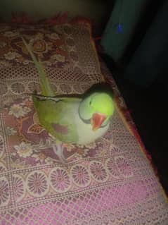 phari parrot for sale bolta he aor 2 years se above he