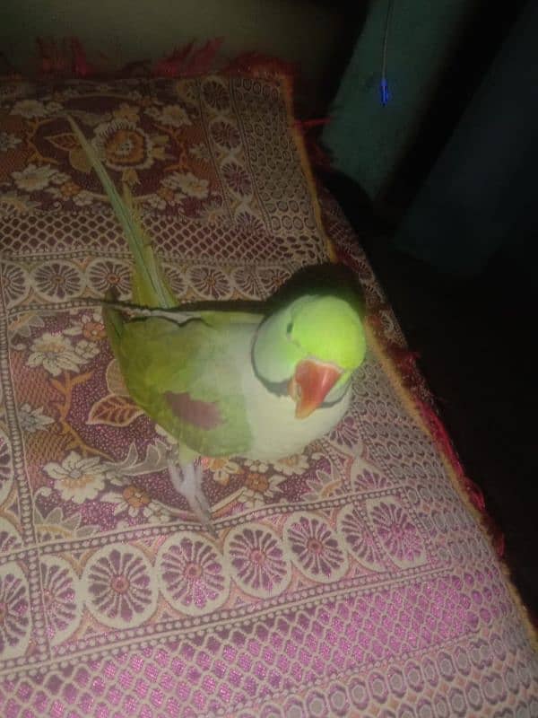 phari parrot for sale bolta he aor 2 years se above he 0