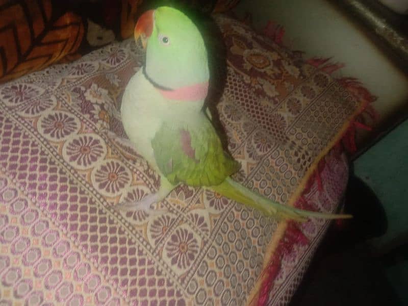 phari parrot for sale bolta he aor 2 years se above he 1