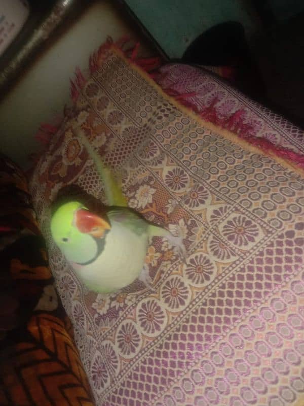 phari parrot for sale bolta he aor 2 years se above he 2