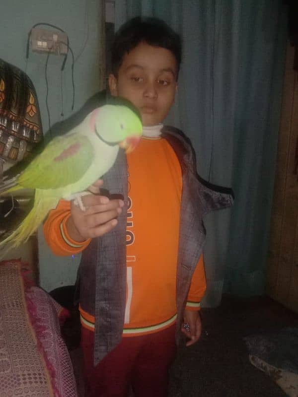 phari parrot for sale bolta he aor 2 years se above he 3