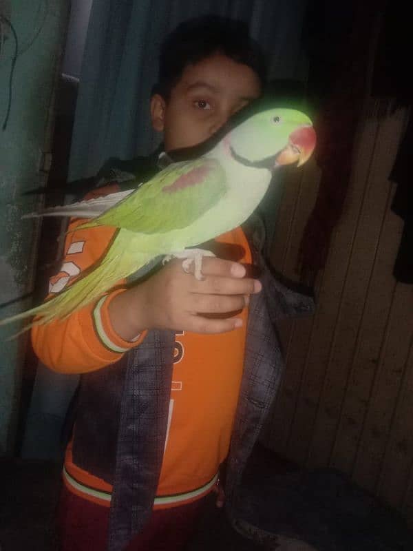 phari parrot for sale bolta he aor 2 years se above he 4