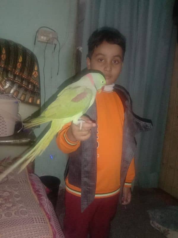 phari parrot for sale bolta he aor 2 years se above he 5