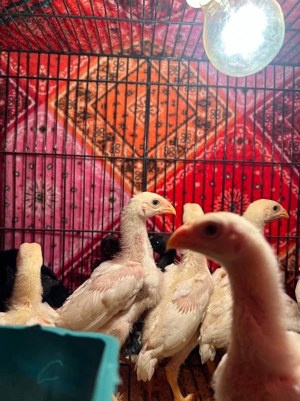 Shamo Chicks | Chicks | Shamo Black | Hope land | Aseel | Fancy Birds 11