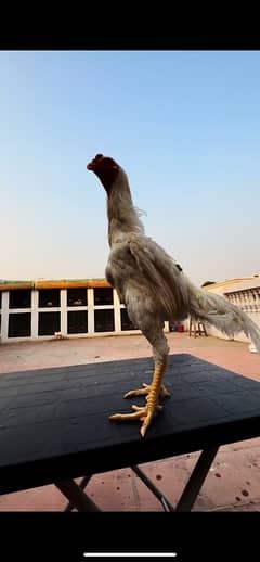 Shamo