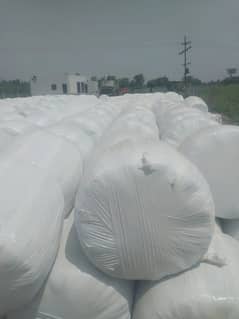 silage/corn silage/maki silage/animal feed