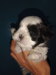 Shihtzu toy breed punch face long hairs puppies available