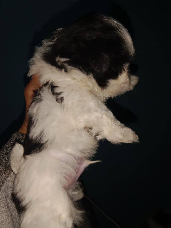 Shihtzu toy breed punch face long hairs puppies available 1