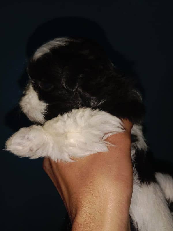 Shihtzu toy breed punch face long hairs puppies available 2