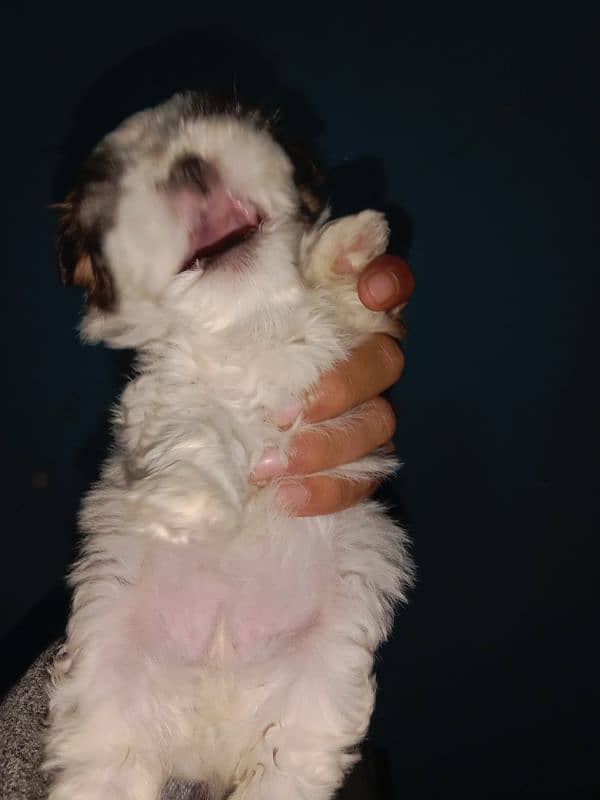 Shihtzu toy breed punch face long hairs puppies available 3