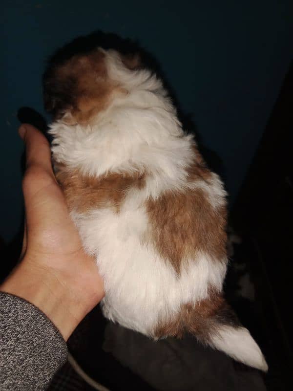 Shihtzu toy breed punch face long hairs puppies available 4