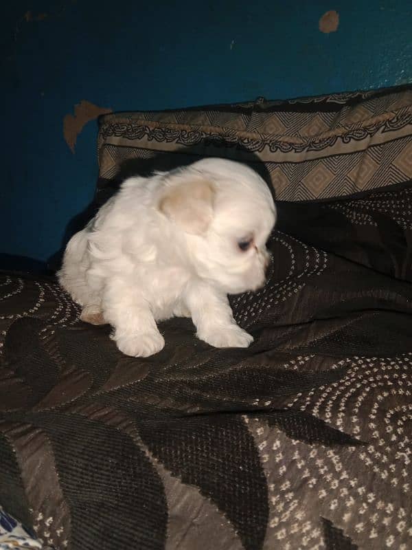 Shihtzu toy breed punch face long hairs puppies available 6