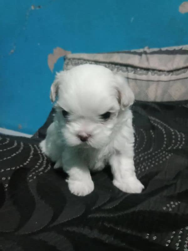 Shihtzu toy breed punch face long hairs puppies available 7