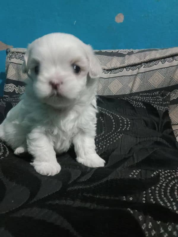 Shihtzu toy breed punch face long hairs puppies available 8