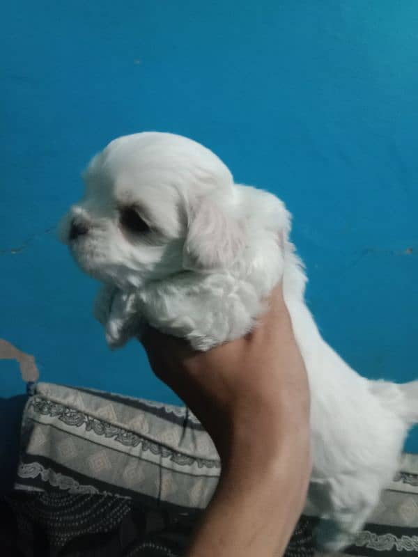 Shihtzu toy breed punch face long hairs puppies available 9