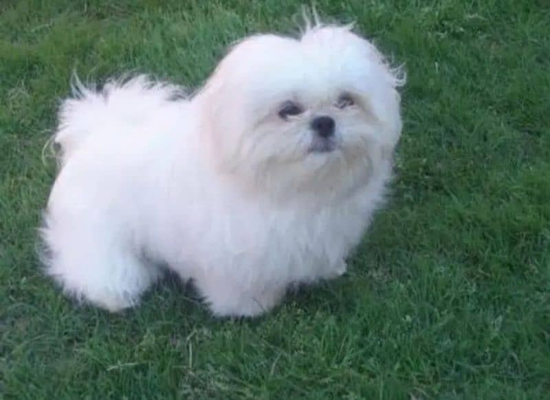 Shihtzu toy breed punch face long hairs puppies available 10