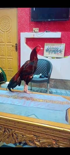 Aseel Murg For Sale