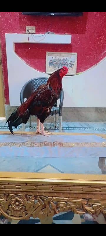 Aseel Murg For Sale 1