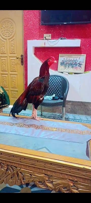 Aseel Murg For Sale 2