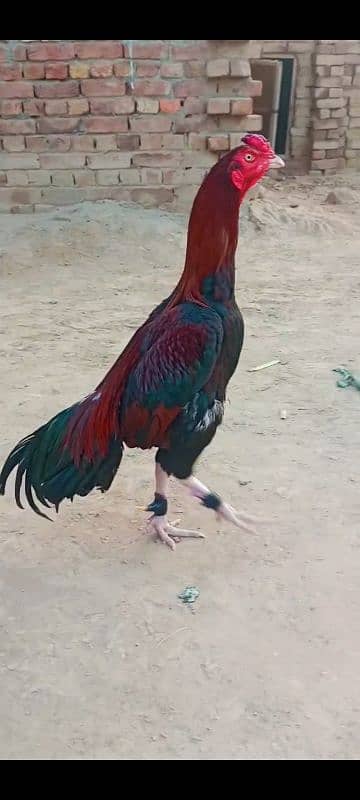 Aseel Murg For Sale 3