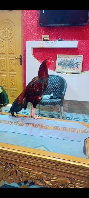 Aseel Murg For Sale 4