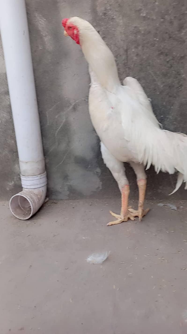 king size o shamo female /high quality/white shamo/pure aseel hen 1