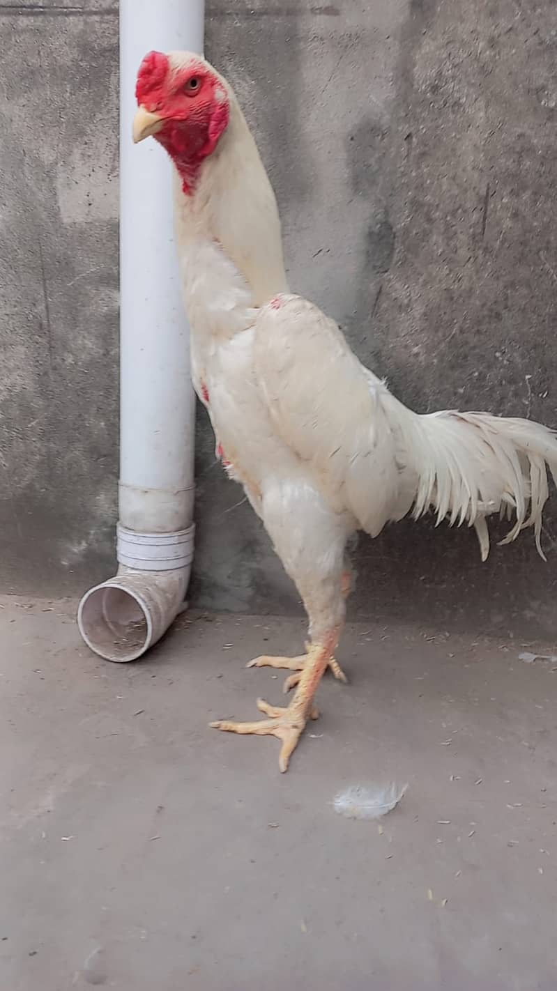 king size o shamo female /high quality/white shamo/pure aseel hen 2