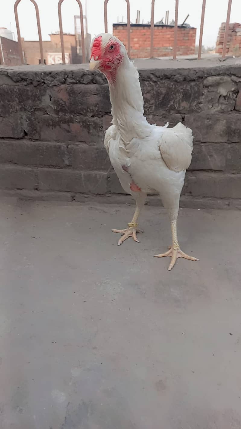 king size o shamo female /high quality/white shamo/pure aseel hen 3