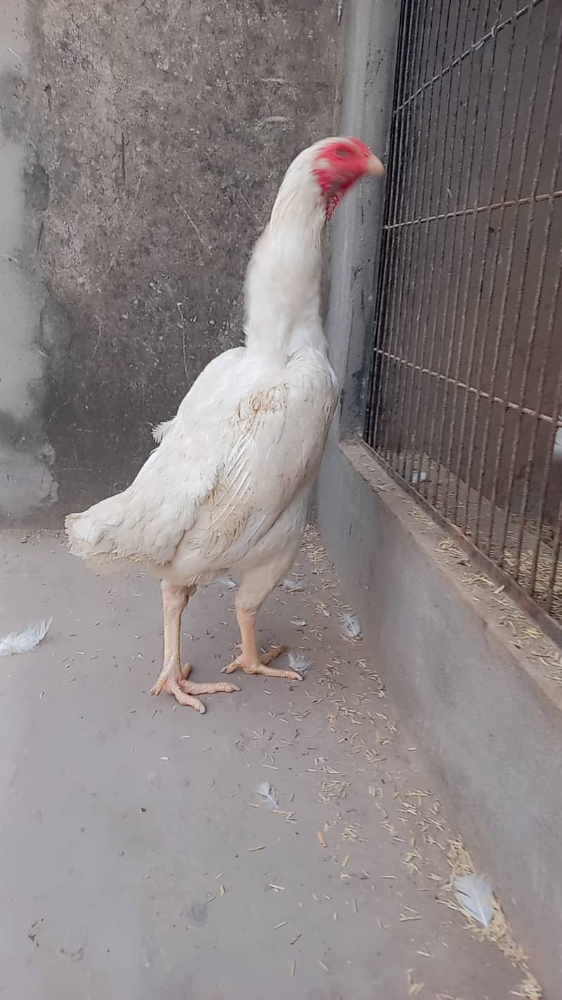 king size o shamo female /high quality/white shamo/pure aseel hen 4