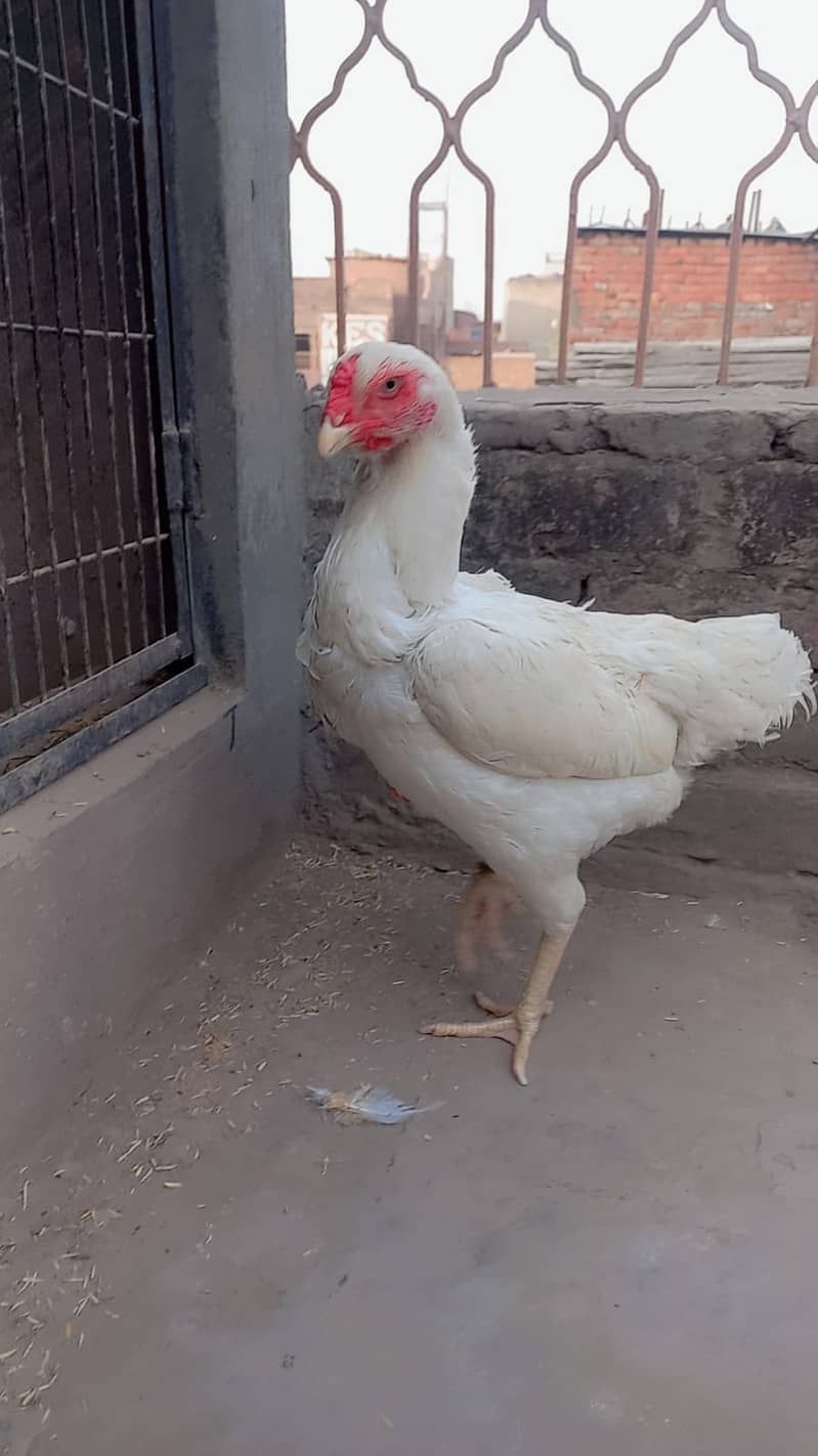 king size o shamo female /high quality/white shamo/pure aseel hen 5