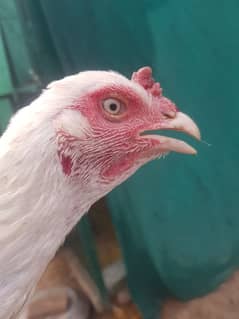 aseel heera white hen