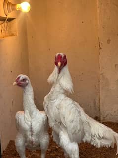 White Shamo Chicks | Chicks | Shamo Black | Hope land | Aseel | Fancy