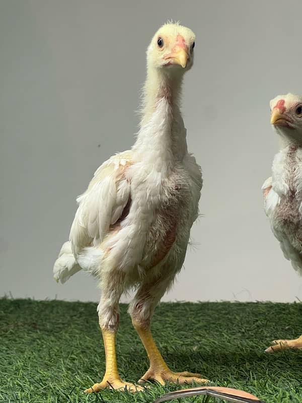 White Shamo Chicks | Chicks | Shamo Black | Hope land | Aseel | Fancy 4