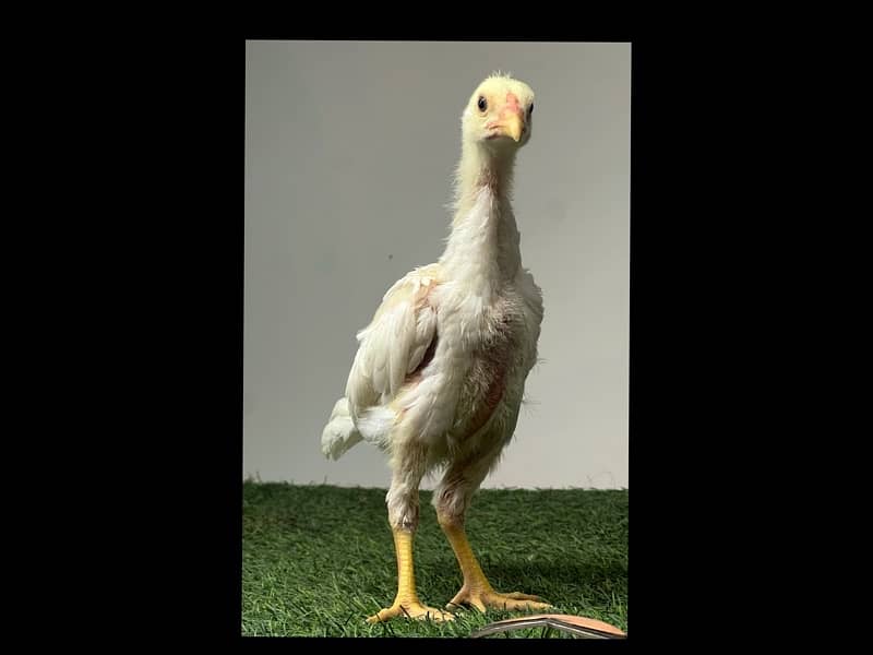 White Shamo Chicks | Chicks | Shamo Black | Hope land | Aseel | Fancy 8