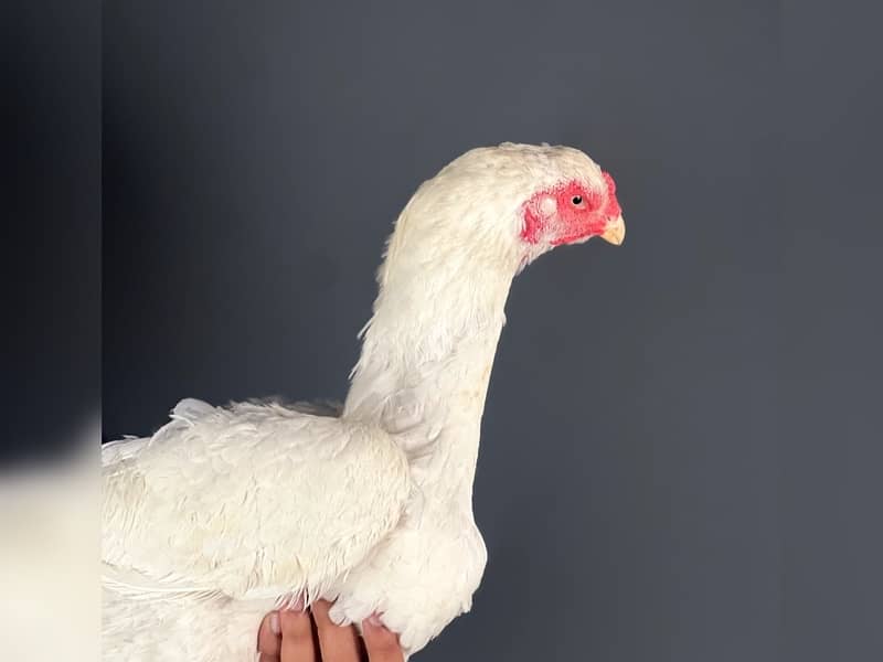 White Shamo Chicks | Chicks | Shamo Black | Hope land | Aseel | Fancy 9