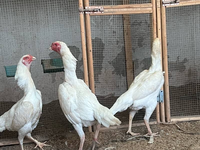 White Shamo Chicks | Chicks | Shamo Black | Hope land | Aseel | Fancy 11