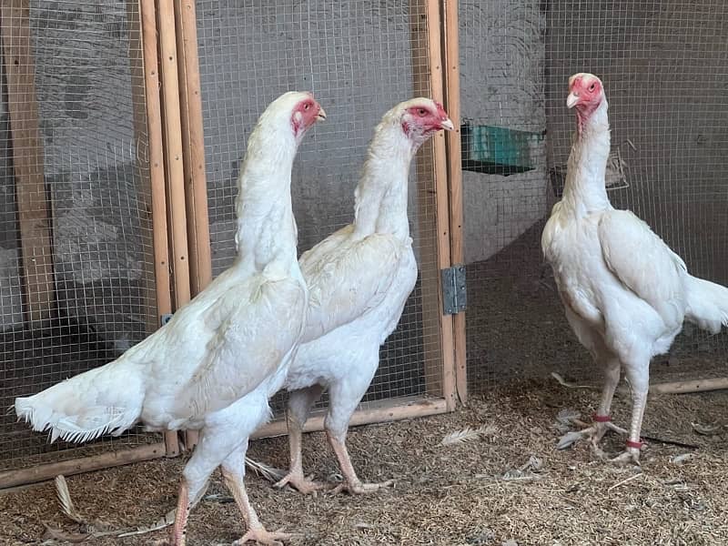 White Shamo Chicks | Chicks | Shamo Black | Hope land | Aseel | Fancy 12