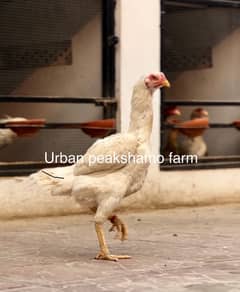 White Shamo Chicks | Chicks | Shamo Black | Hope land | Aseel | Fancy