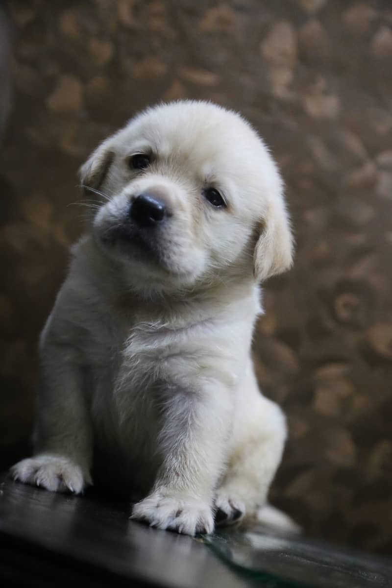 labrador puppy show class 03014615555 0