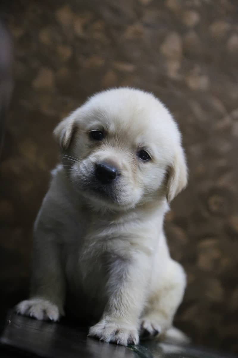 labrador puppy show class 03014615555 1