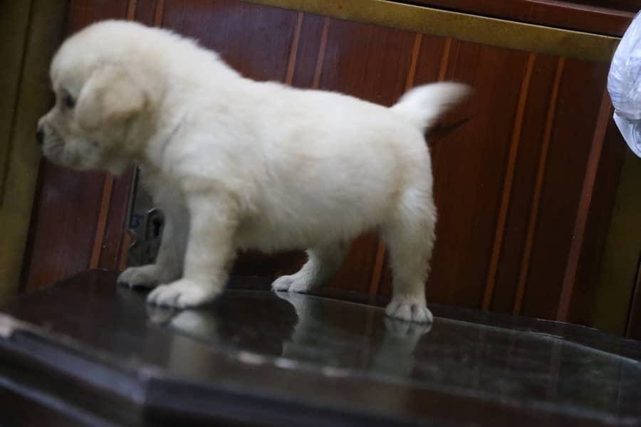 labrador puppy show class 03014615555 3