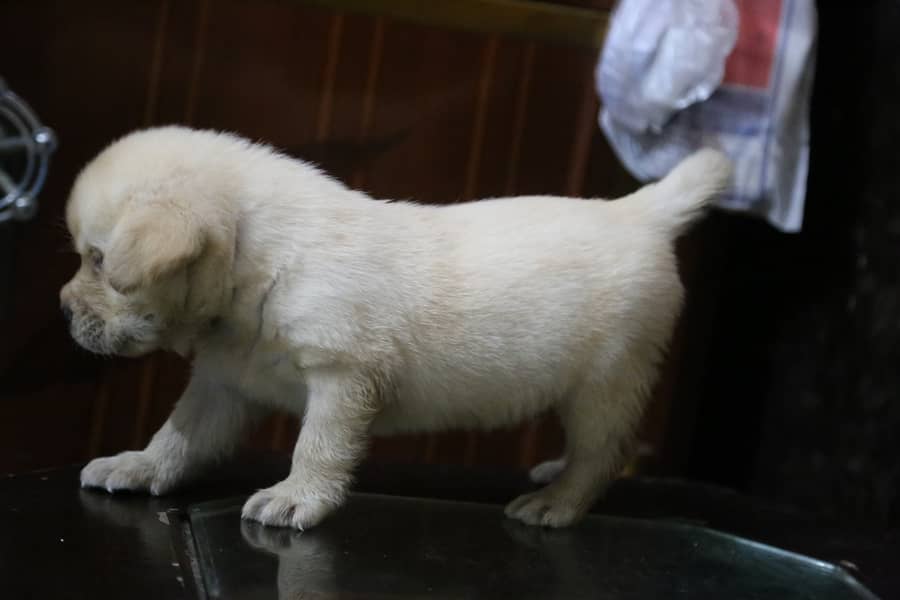 labrador puppy show class 03014615555 4