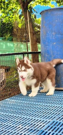 Siberianhusky puppie 03263607292