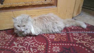 Persian cat golden brown male urgent sale